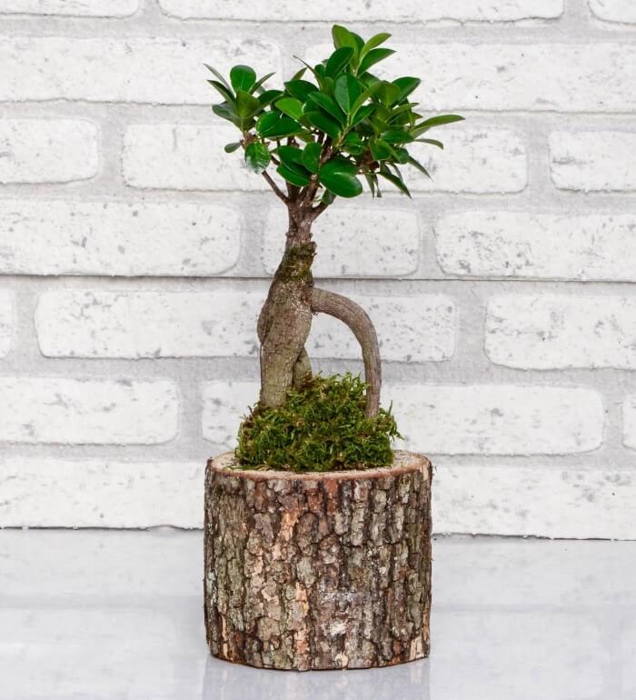 Doğal Saksı İçinde Bonzai