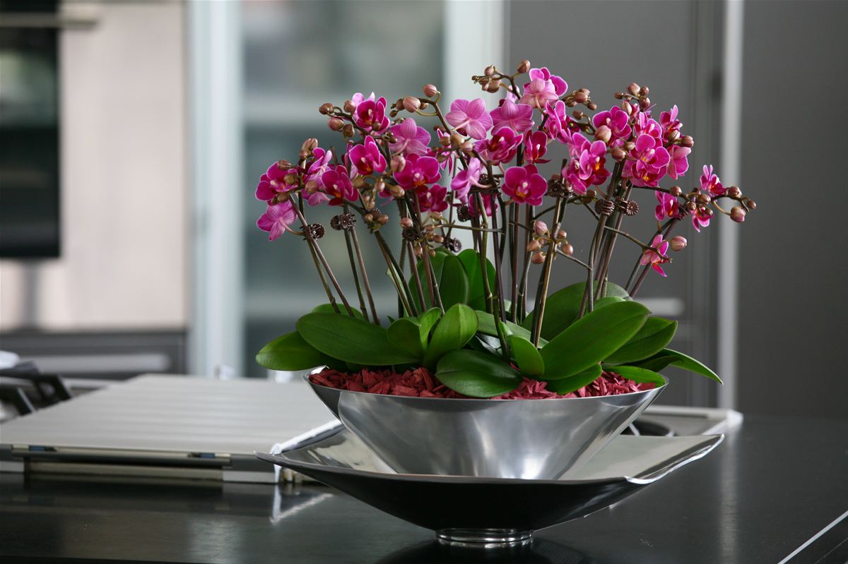 Sekiz Köklü Pembe Lüx Orkide C-OR150 - Görsel 2