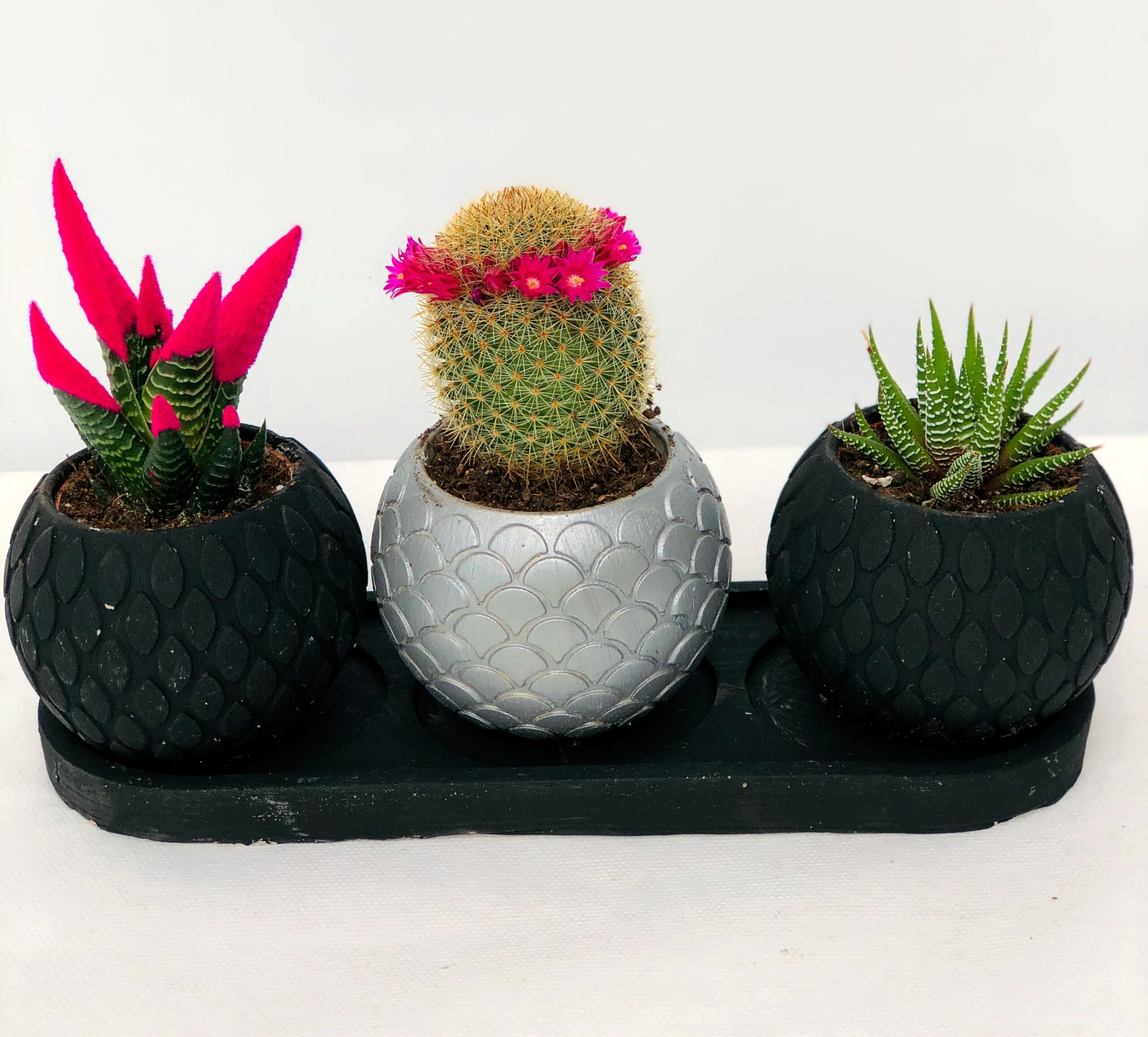 ZOYA Balck Desenli Vazoda 3 Lü Kaktüs