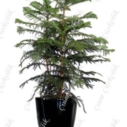 Norfolk Salon Cami Araucaria 3lü C-SAK193