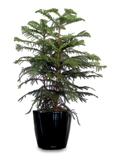 Norfolk Salon Cami Araucaria 3lü C-SAK193 - Görsel 2