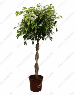 Örgülü Benjamin Saksı Çiçeği C-SAK164