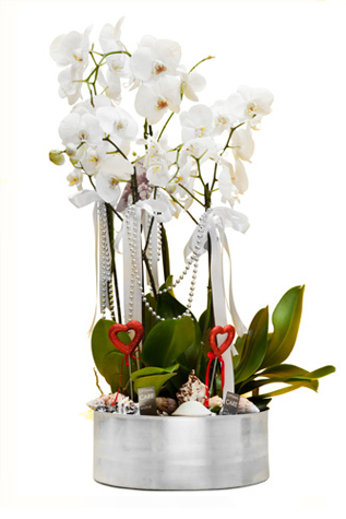 Beyaz 5 Köklü Orkide Aranjmanı C-OR105 - Görsel 2
