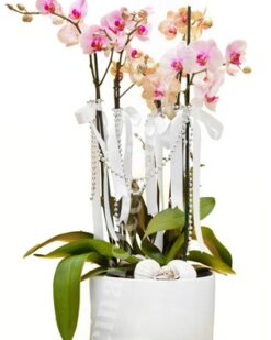 Pembe Turuncu Dört Köklü Orkide C-OR109