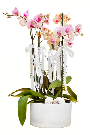 Pembe Turuncu Dört Köklü Orkide C-OR109 - Görsel 2
