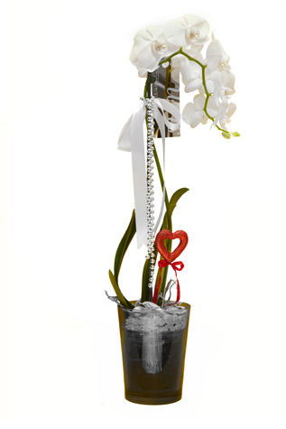 Beyaz Mix Orkide Tek Dal C-OR104 - Görsel 2