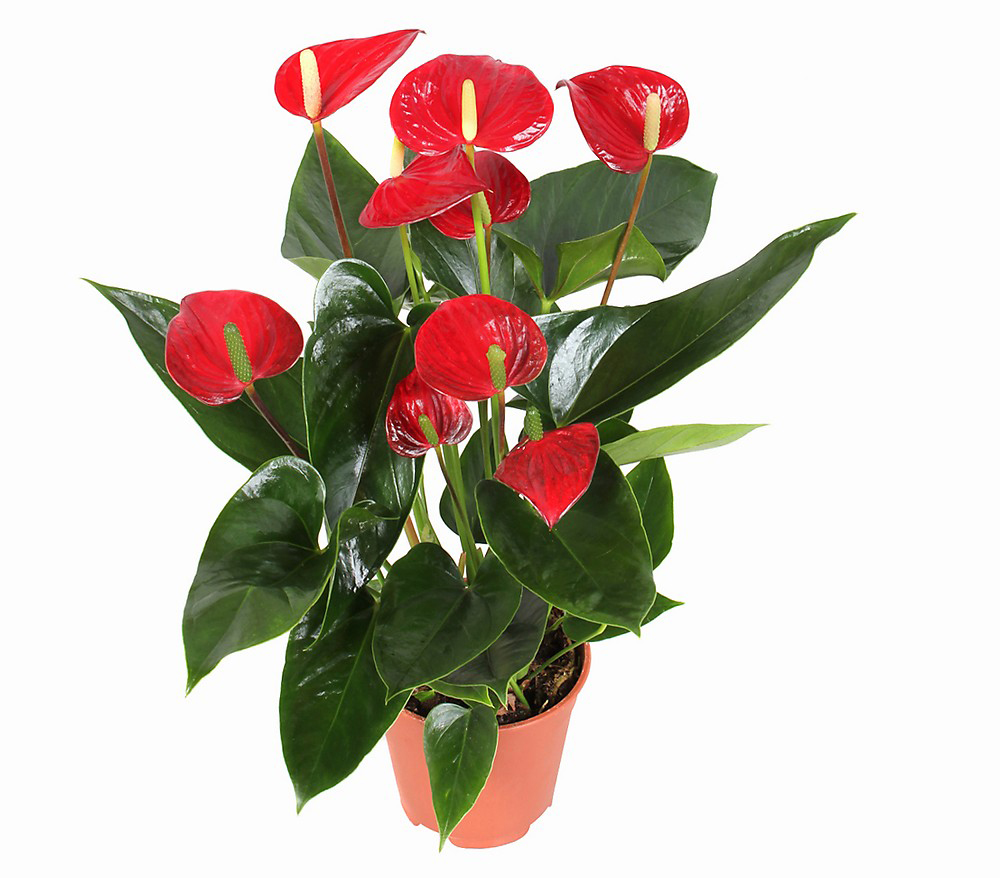 Orta Boy Kırmızı Antorium C-SAK122 - Görsel 2