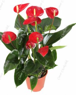 Orta Boy Kırmızı Antorium C-SAK122