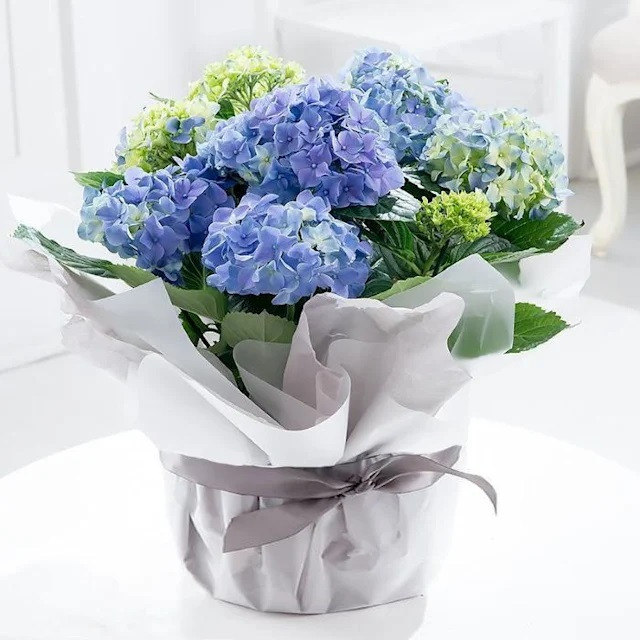 Saksı Çiçeği Ortanca (Hydrangea) - Görsel 2