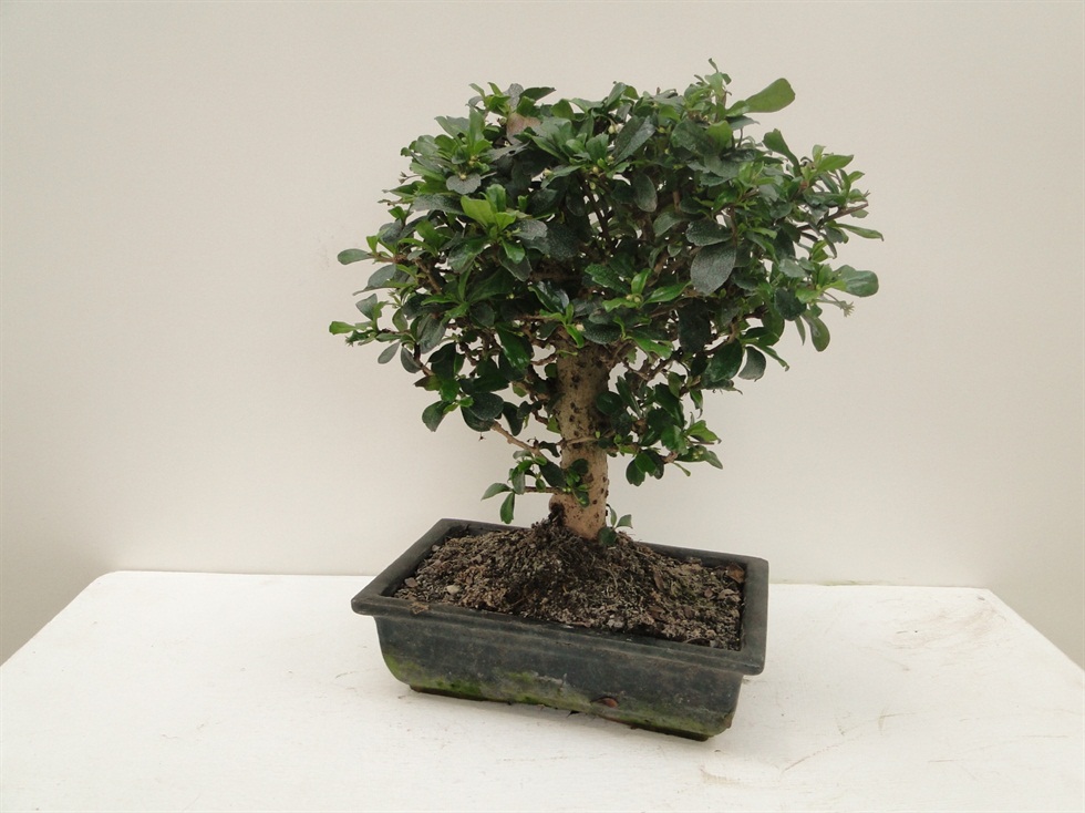 Pagano Bonsa Carmona 20 - Görsel 2