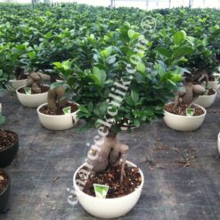 Ginseng Bonsai Ortaboy