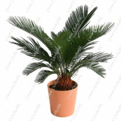 Palmfarn Cycas Saksi Çiçegi C-SAK169