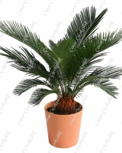 Palmfarn Cycas Saksi Çiçegi C-SAK169