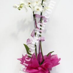Beyaz İki Kök Orkide C-OR118