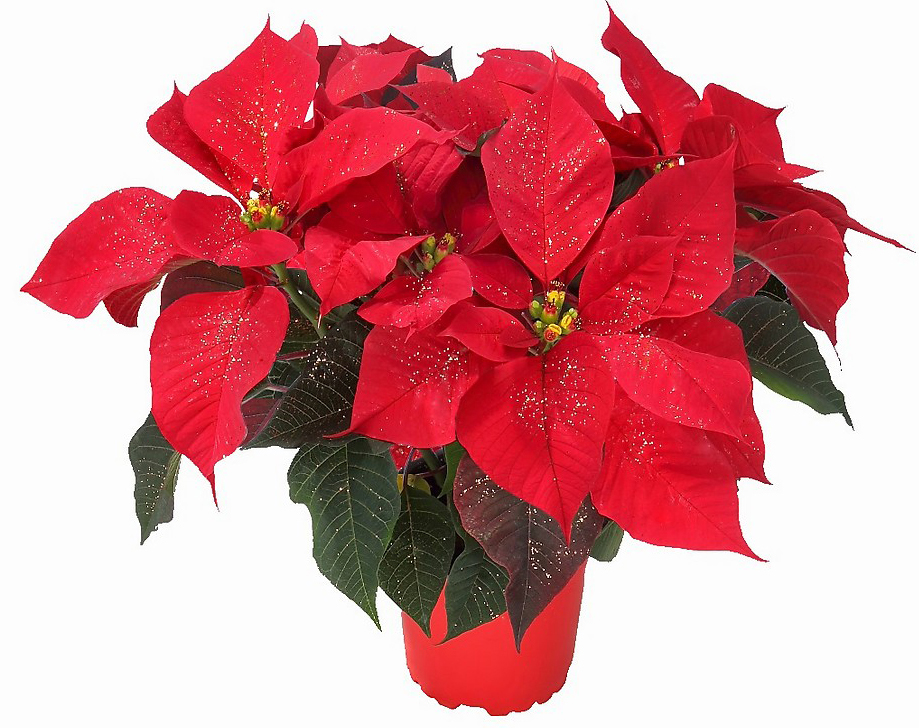 Saksıda Kırmızı Atatürk Çiçeği C-SAK136 - Görsel 2