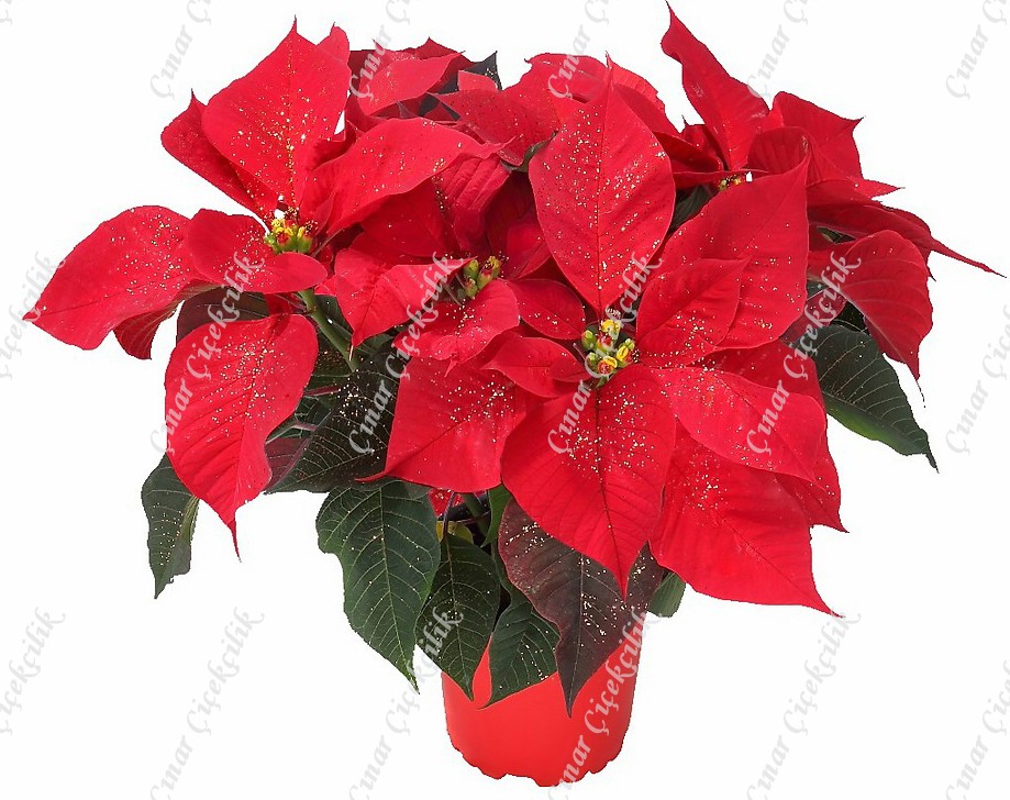 Saksıda Kırmızı Atatürk Çiçeği C-SAK136