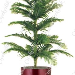 Araucaria Salon Çamı C-SAK188