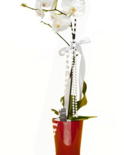 Beyaz Orkide Siparişi, Gönder Tek Dal