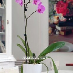 Tek dal pembe, Valentine Orkide