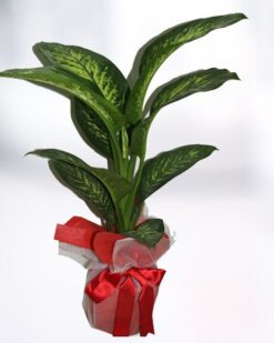 TROPİK Saksı Çiçeği