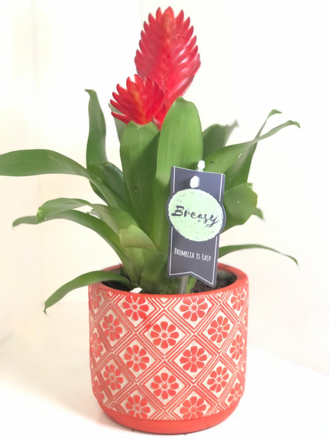 İthal Kırmızı Firesya - Görsel 3