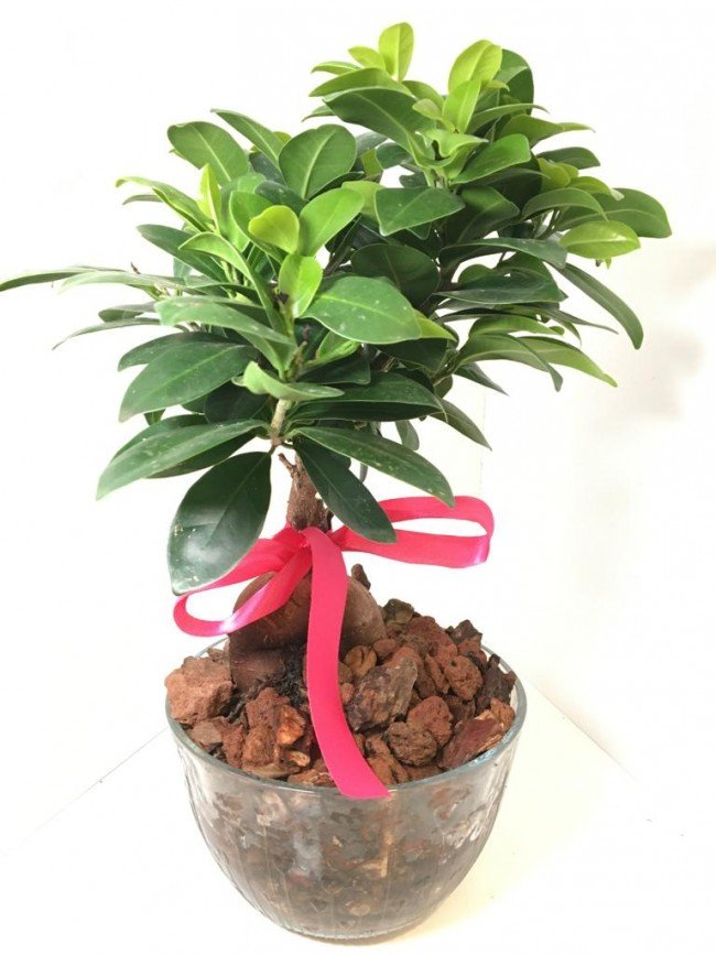 Doğal Saksı İçinde Bonzai - Görsel 2