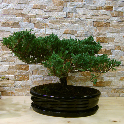 Yeşil Ardıç Bonsai - Görsel 2