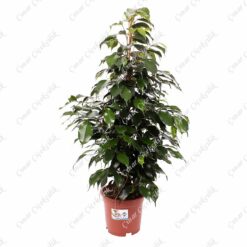 Yeşil Benjamin Saksı Çiçeği 50Cm C-SAK163