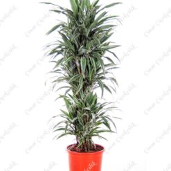 Yeşil Beyaz 5'li Dracena C-SAK147
