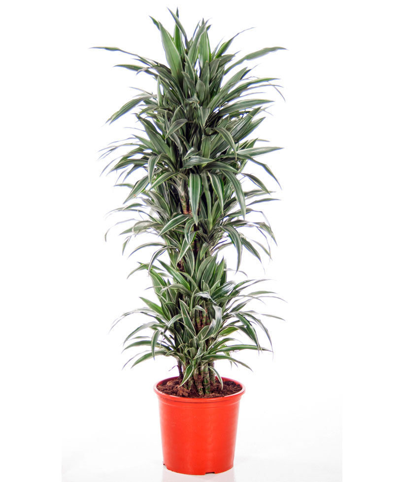 Yeşil Beyaz 5'li Dracena C-SAK147 - Görsel 2