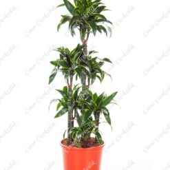 6'lı Yeşil Drecina C-SAK149
