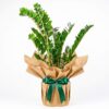 Yeşil Hatıra – Kraft Ambalajlı Zamioculcas
