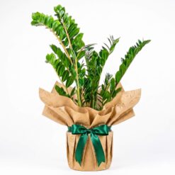 Yeşil Hatıra – Kraft Ambalajlı Zamioculcas